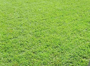 Michael B.'s Grass Cutting service result