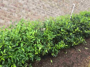 Mikayla H.'s Bush Trimming service result