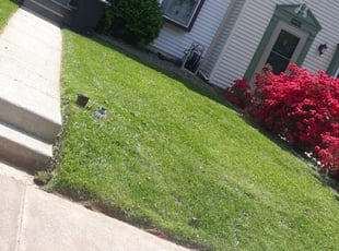 Connie P.'s Lawn Mowing service result