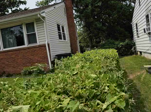 Charlotte P.'s Bush Trimming service result