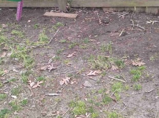 Leaf Removal by Lyman Whitaker for Myquail W. in Hampton, VA