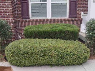 siddharth g.'s Lawn Care service result