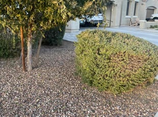 Bush Trimming by Andrew Hoodzow for Amanda B. in Mesa, AZ