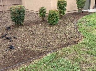 Bush Trimming by Andy Tamez for Sean S. in San Diego, CA