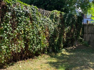 Bush Trimming by James Sedlak for Regina R. in Wilkes-Barre, PA