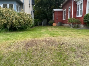 Leaf Removal by Andrew Jorgensen-Moreno for Sarah H. in Minneapolis, MN