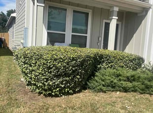 Bush Trimming by Jason Bernal for Michael A. in Austin, TX