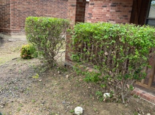 Bush Trimming by Edward Smith for Shemika M. in McKinney, TX