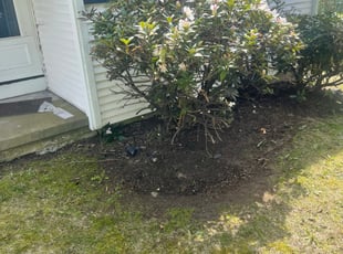 Bush Trimming by Steve Valverde for Bill H. in West Warwick, RI