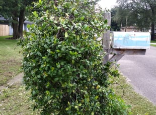 Bush Trimming by Benny Lewis for Sarah S. in Jacksonville, FL