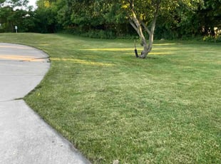 Patrick S.'s Grass Cutting service result