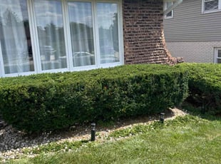 Bush Trimming by Luay Hamdan for Mohammad K. in Orland Park, IL