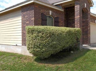 Bush Trimming by Mark Carrizales for John M. in San Antonio, TX