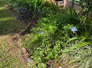 Weeding by Gary Allen for Laura C T. in New Orleans, LA