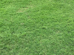 Richard N.'s Lawn Care service result