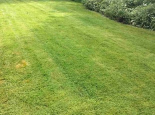 Diana R.'s Lawn Care service result