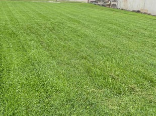 Meredith H.'s Lawn Mowing service result