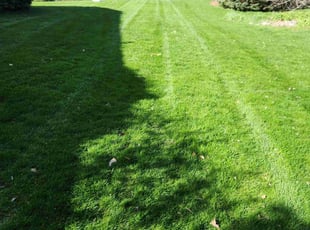Benjamin A.'s Lawn Mowing service result