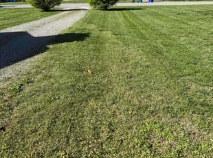 Teresa B.'s Lawn Mowing service result