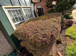 Bush Trimming by Amber Fuentes for Drena D. in Rockville, MD