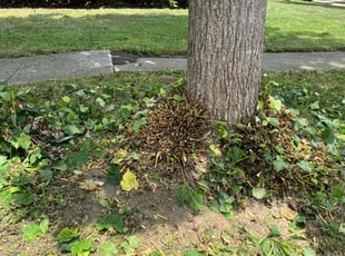 mike P.'s Bush Trimming service result