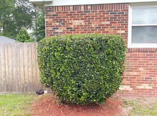 Bush Trimming by Bryan Oren for Amanda z. in Chesapeake, VA