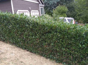 Bush Trimming by Dana Knickerbocker for Mae P. in Bellevue, WA