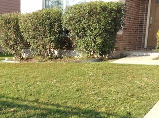 Bush Trimming by Merced Rodriguez for Mariefe H. in Georgetown, TX