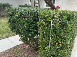 Bush Trimming by Harold Cummings for Juanita T. in Melbourne, FL