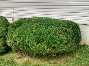 Bush Trimming by Bernard Frampton for Terrance W. in Abingdon, MD