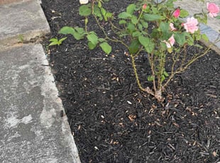 Weeding by Ethan Wright for Moronda W. in Marietta, GA