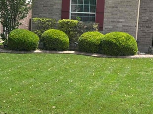 Bush Trimming by Lacy Dixon for Leslie H. in Cibolo, TX
