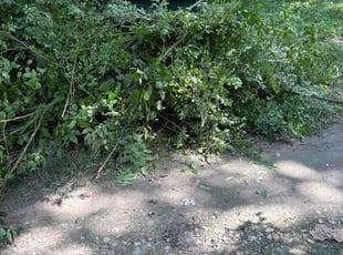 Trina C.'s Bush Trimming service result
