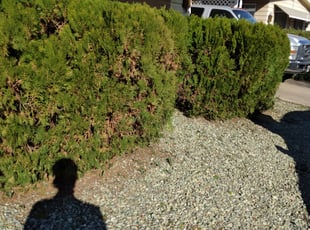 Weeding by Curtis Mccowin for Sherry L. in Glendale, AZ