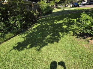 Carolyn N.'s Lawn Mowing Service service result