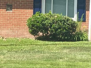 Bush Trimming by Nicholas Harter for Angela W. in Virginia Beach, VA