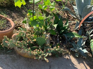 Weeding by Koy Jennings for Sam S. in Bastrop, TX