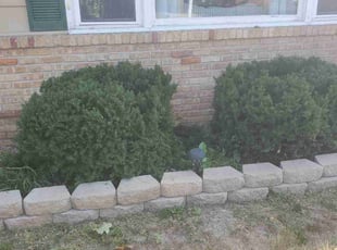 Bush Trimming by Anthony Allison for Pat C. in Minneapolis, MN