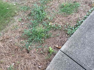Weeding by Tracycee Skipper for Tom C. in Woodstock, GA