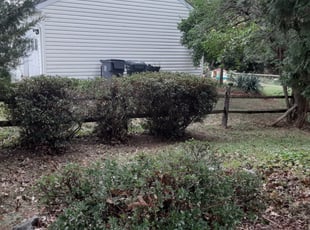 Bush Trimming by Nnedinma Mbagwu for Michelle P. in Manassas, VA