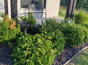 Weeding by Jose Tovar for Kurt E. in Fort Worth, TX