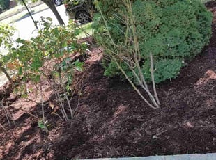 Mulching by Allan Roberts for Howard D. in Washington, DC