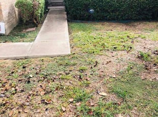 Bush Trimming by Chaes Pate for Brittany K. in San Antonio, TX