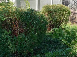 Bush Trimming by Lance Reynolds for Rey B. in North Kansas City, MO
