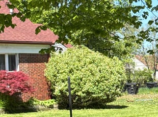 Bush Trimming by Charles Cromwell for Taaj K. in Detroit, MI