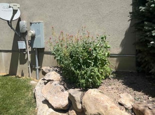 Bush Trimming by Jon Bersos for Nikki O. in Lehi, UT