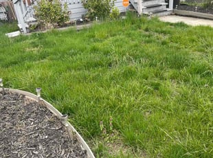 Bush Trimming by Lamar Copeland for Tracie D. in Essex, MD