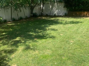 Reginald P.'s Lawn Mowing service result