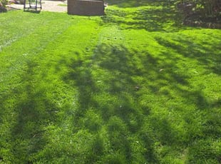Sean p.'s Lawn Service service result