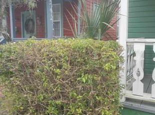 Bush Trimming by Yon Helton for Kelsey G. in St. Augustine, FL